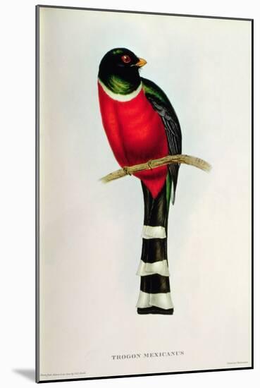 Trogon Mexicanus-John Gould-Mounted Giclee Print