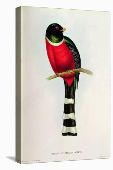 Trogon Mexicanus-John Gould-Stretched Canvas
