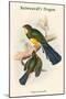 Trogon Reinwardtii - Reinwardt's Trogon-John Gould-Mounted Art Print