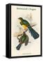 Trogon Reinwardtii - Reinwardt's Trogon-John Gould-Framed Stretched Canvas