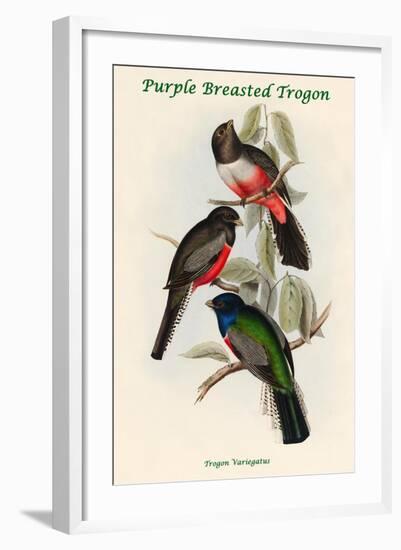 Trogon Variegatus - Purple Breasted Trogon-John Gould-Framed Art Print