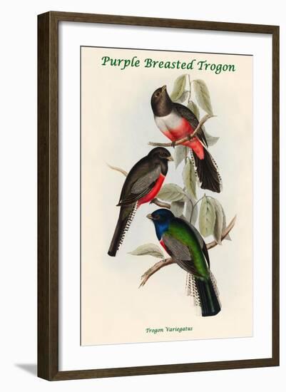 Trogon Variegatus - Purple Breasted Trogon-John Gould-Framed Art Print