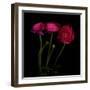 Trois Belles - Ranunculus-Magda Indigo-Framed Photographic Print