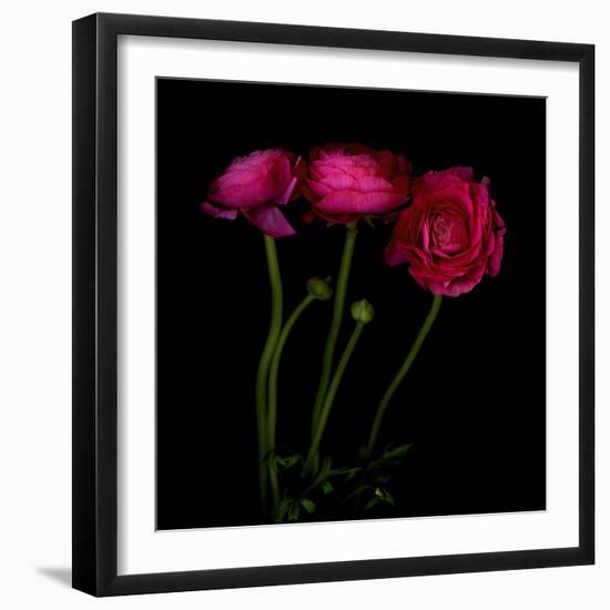 Trois Belles - Ranunculus-Magda Indigo-Framed Photographic Print