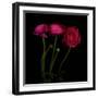 Trois Belles - Ranunculus-Magda Indigo-Framed Photographic Print