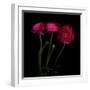 Trois Belles - Ranunculus-Magda Indigo-Framed Photographic Print