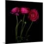 Trois Belles - Ranunculus-Magda Indigo-Mounted Photographic Print