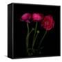 Trois Belles - Ranunculus-Magda Indigo-Framed Stretched Canvas