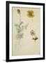 Trois études de fleurs: anémone, pensée, ?; vers 1845-1850-Eugene Delacroix-Framed Giclee Print