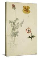 Trois études de fleurs: anémone, pensée, ?; vers 1845-1850-Eugene Delacroix-Stretched Canvas