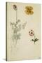 Trois études de fleurs: anémone, pensée, ?; vers 1845-1850-Eugene Delacroix-Stretched Canvas