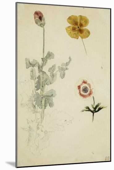 Trois études de fleurs: anémone, pensée, ?; vers 1845-1850-Eugene Delacroix-Mounted Giclee Print