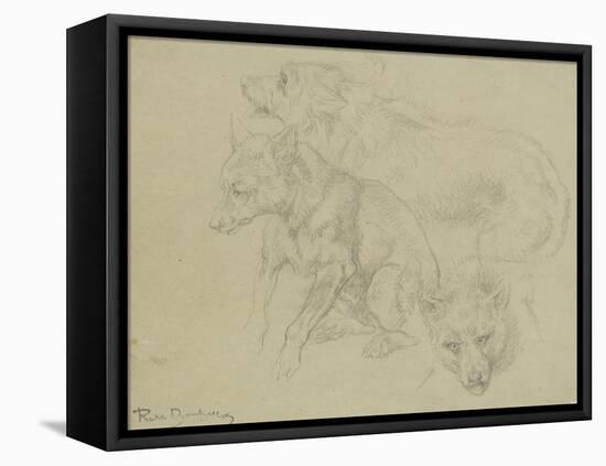 Trois études de loups-Rosa Bonheur-Framed Stretched Canvas