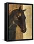 Trojan Horse I Gold-Albena Hristova-Framed Stretched Canvas