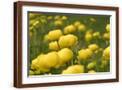 Brown Frame