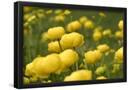 Essential Black
