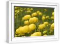 White Frame