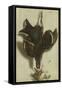 Trompe L'oeil of a Black Grouse and Finches-Jacobus Biltius-Framed Stretched Canvas