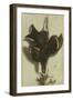 Trompe L'oeil of a Black Grouse and Finches-Jacobus Biltius-Framed Giclee Print