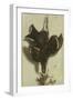 Trompe L'oeil of a Black Grouse and Finches-Jacobus Biltius-Framed Giclee Print
