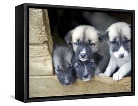 Troms, Tromso, Young Husky Puppies, Bred for a Dog Sledding Centre, Crowd Kennel Doorway , Norway-Mark Hannaford-Framed Stretched Canvas