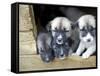 Troms, Tromso, Young Husky Puppies, Bred for a Dog Sledding Centre, Crowd Kennel Doorway , Norway-Mark Hannaford-Framed Stretched Canvas