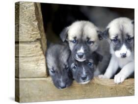 Troms, Tromso, Young Husky Puppies, Bred for a Dog Sledding Centre, Crowd Kennel Doorway , Norway-Mark Hannaford-Stretched Canvas