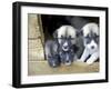 Troms, Tromso, Young Husky Puppies, Bred for a Dog Sledding Centre, Crowd Kennel Doorway , Norway-Mark Hannaford-Framed Photographic Print