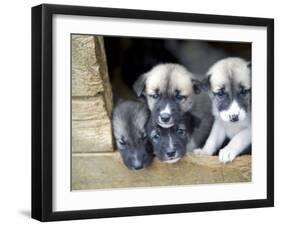 Troms, Tromso, Young Husky Puppies, Bred for a Dog Sledding Centre, Crowd Kennel Doorway , Norway-Mark Hannaford-Framed Photographic Print