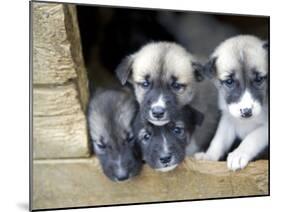 Troms, Tromso, Young Husky Puppies, Bred for a Dog Sledding Centre, Crowd Kennel Doorway , Norway-Mark Hannaford-Mounted Photographic Print