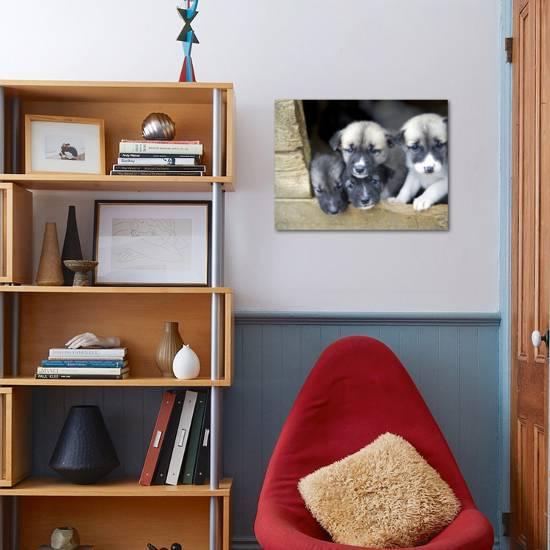 Troms, Tromso, Young Husky Puppies, Bred for a Dog Sledding Centre, Crowd  Kennel Doorway , Norway' Photographic Print - Mark Hannaford |  AllPosters.com