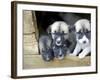 Troms, Tromso, Young Husky Puppies, Bred for a Dog Sledding Centre, Crowd Kennel Doorway , Norway-Mark Hannaford-Framed Photographic Print