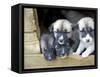 Troms, Tromso, Young Husky Puppies, Bred for a Dog Sledding Centre, Crowd Kennel Doorway , Norway-Mark Hannaford-Framed Stretched Canvas