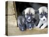 Troms, Tromso, Young Husky Puppies, Bred for a Dog Sledding Centre, Crowd Kennel Doorway , Norway-Mark Hannaford-Stretched Canvas