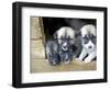 Troms, Tromso, Young Husky Puppies, Bred for a Dog Sledding Centre, Crowd Kennel Doorway , Norway-Mark Hannaford-Framed Photographic Print