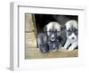 Troms, Tromso, Young Husky Puppies, Bred for a Dog Sledding Centre, Crowd Kennel Doorway , Norway-Mark Hannaford-Framed Photographic Print