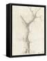 Tronc d'arbre dépouillé-Pierre Henri de Valenciennes-Framed Stretched Canvas