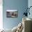 Trondheim Harbor, Trondheim, Norway, Scandinavia, Europe-Olivier Goujon-Mounted Photographic Print displayed on a wall