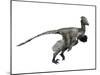 Troodon Dinosaur-null-Mounted Art Print