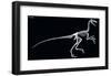 Troodon Skeleton, Dinosaurs-Encyclopaedia Britannica-Framed Poster