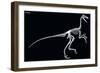 Troodon Skeleton, Dinosaurs-Encyclopaedia Britannica-Framed Art Print