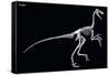 Troodon Skeleton, Dinosaurs-Encyclopaedia Britannica-Framed Stretched Canvas