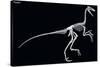 Troodon Skeleton, Dinosaurs-Encyclopaedia Britannica-Stretched Canvas