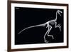 Troodon Skeleton, Dinosaurs-Encyclopaedia Britannica-Framed Art Print