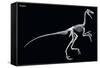 Troodon Skeleton, Dinosaurs-Encyclopaedia Britannica-Framed Stretched Canvas