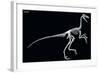 Troodon Skeleton, Dinosaurs-Encyclopaedia Britannica-Framed Art Print