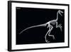 Troodon Skeleton, Dinosaurs-Encyclopaedia Britannica-Framed Art Print