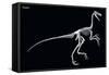 Troodon Skeleton, Dinosaurs-Encyclopaedia Britannica-Framed Stretched Canvas