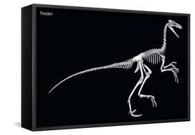 Troodon Skeleton, Dinosaurs-Encyclopaedia Britannica-Framed Stretched Canvas