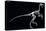 Troodon Skeleton, Dinosaurs-Encyclopaedia Britannica-Stretched Canvas